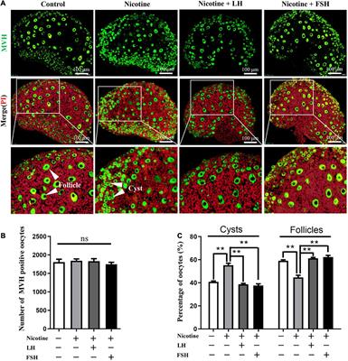 Protective Mechanism of Luteinizing Hormone and Follicle-Stimulating Hormone Against Nicotine-Induced Damage of Mouse Early Folliculogenesis